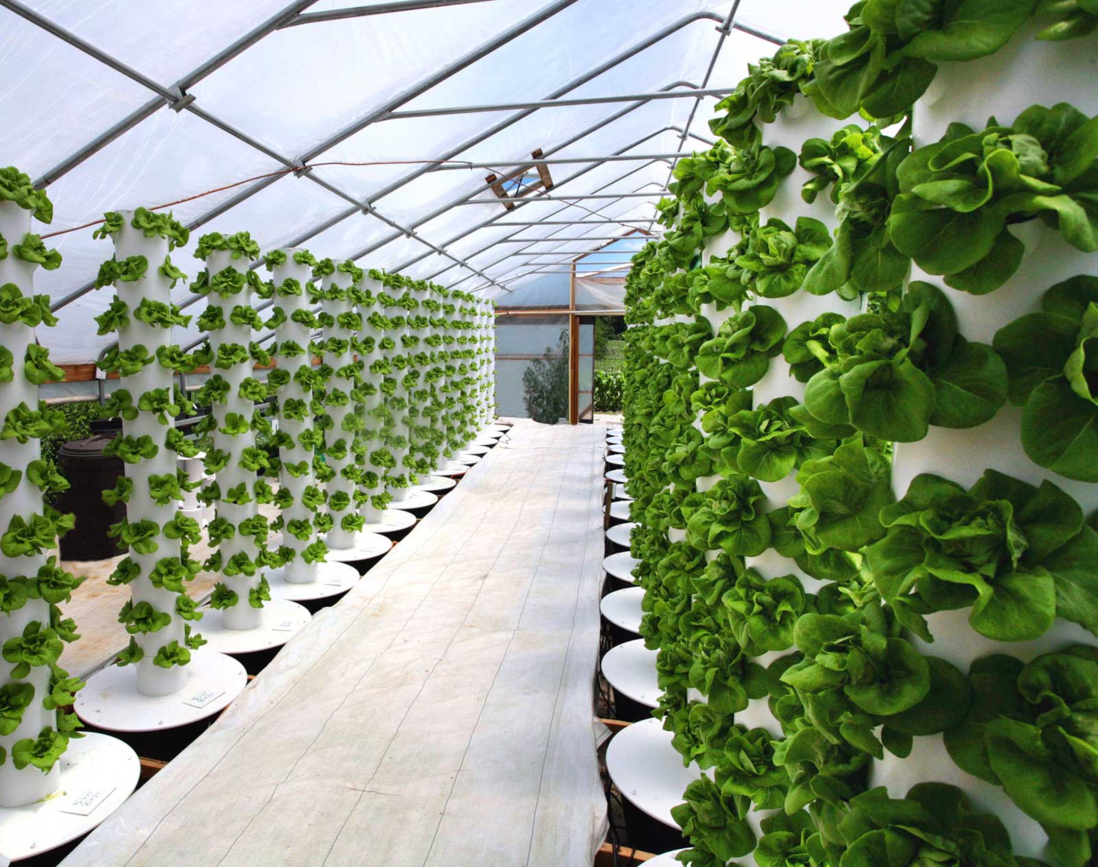 Ozonosoluzioni.it - Agricoltura e viticoltura - Coltivazione idroponica - 01