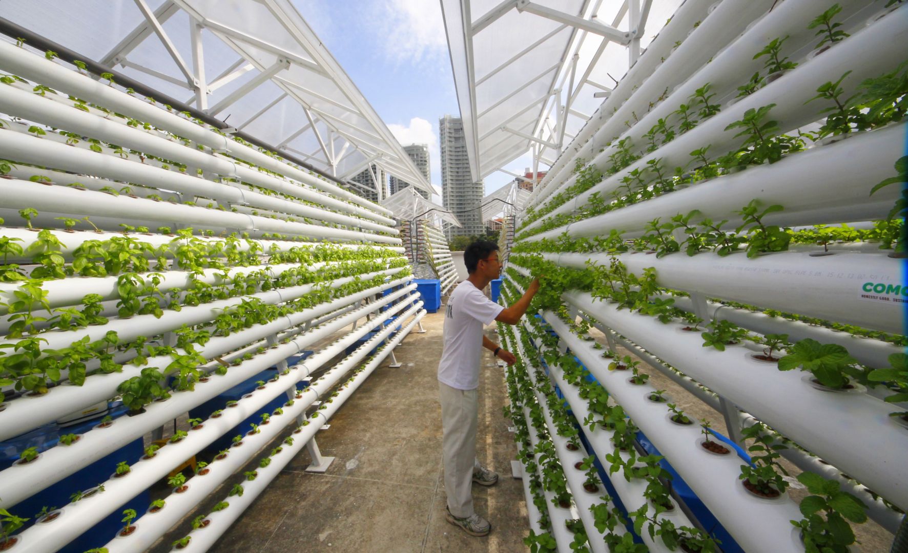 Ozonosoluzioni.it - Agricoltura e viticoltura - Coltivazione idroponica - 03