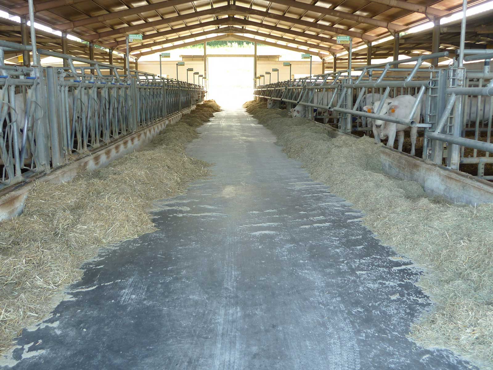 Ozonosoluzioni.it - Allevamenti e stabulazioni -Stalle di cavalli - 04